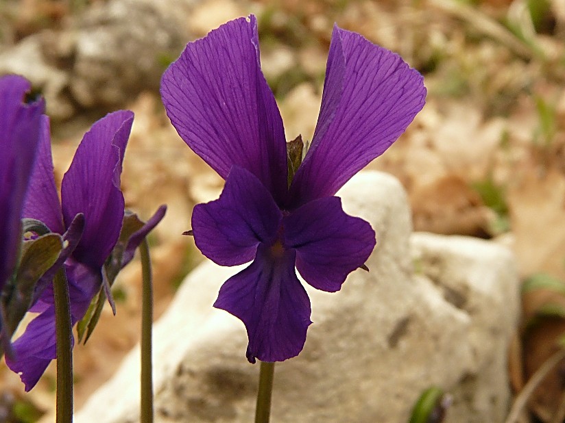 Viola merxmuelleri (=Viola graeca) / Viola greca